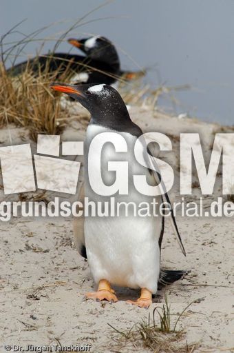 Eselspinguin (32 von 97).jpg